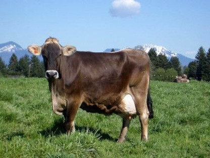 Picture of Holstein Friesian Cow
