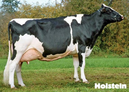 Picture of Holstein Friesian Cow