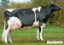 Picture of Holstein Friesian Cow