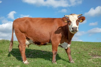 Picture of Jersey Cow