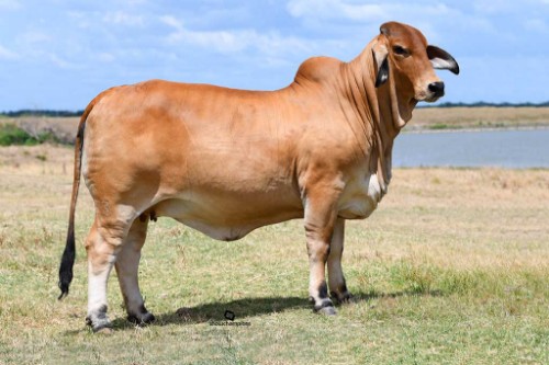 Picture of Jersey Cow