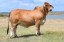 Picture of Jersey Cow