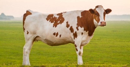 Picture of Sahiwal Cow