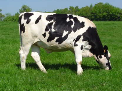 Picture of Sahiwal Cow