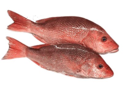 Picture of Fresh Rohu Fish