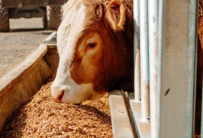 Picture of Fresh Green Fodder Pack