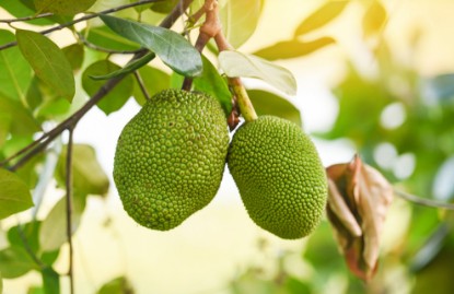 Picture of Jackfruit