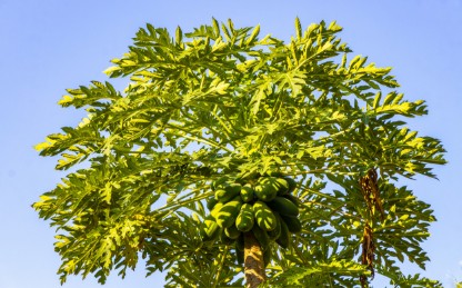 Picture of papaya