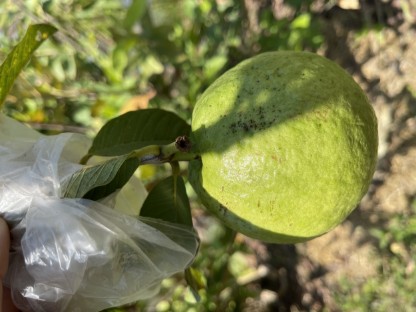 Picture of Guava