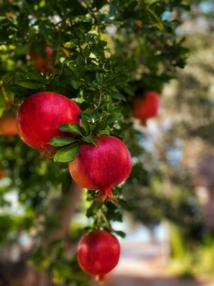 Picture of Pomegranate