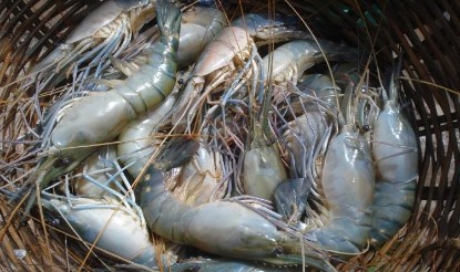 Picture of Prawn