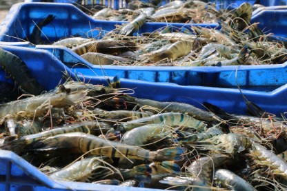 Picture of Prawn