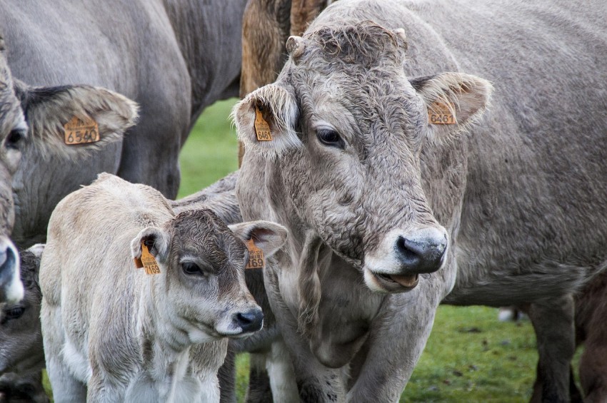 Picture for category Cow