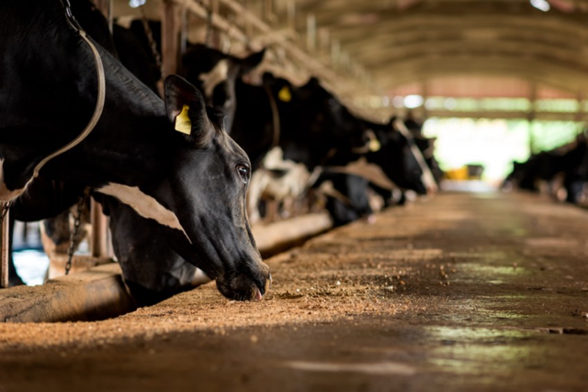 Picture for category Cattle
