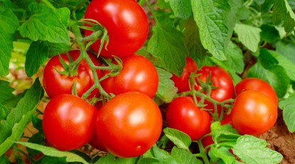 Picture of Fresh Organic Tomatoes