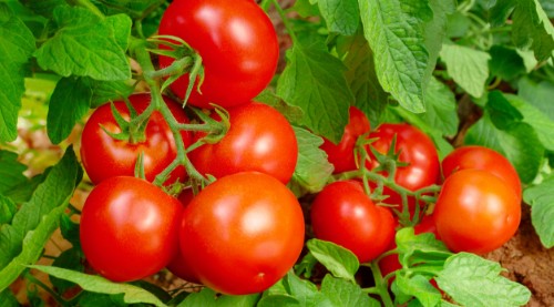 Picture of Fresh Organic Tomatoes