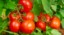Picture of Fresh Organic Tomatoes