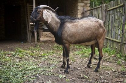 Picture of Black Bengal Goat – Native Dairy & Meat Breed