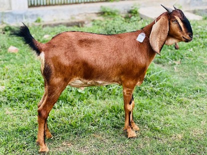 Picture of Saanen Goat – High-Yield Dairy Breed
